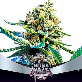 Nitro Haze > BSF Seeds